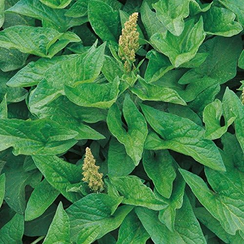 King Henry Plant Seeds – Premium, High Germination Greens