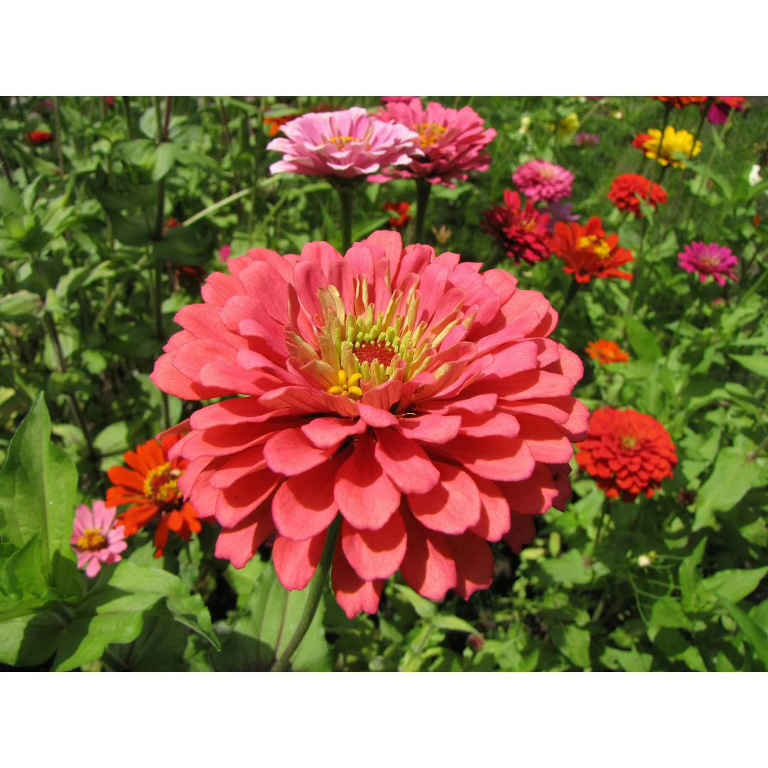 Zinnia Salmon Queen Flower Seeds for Planting 100 pcs