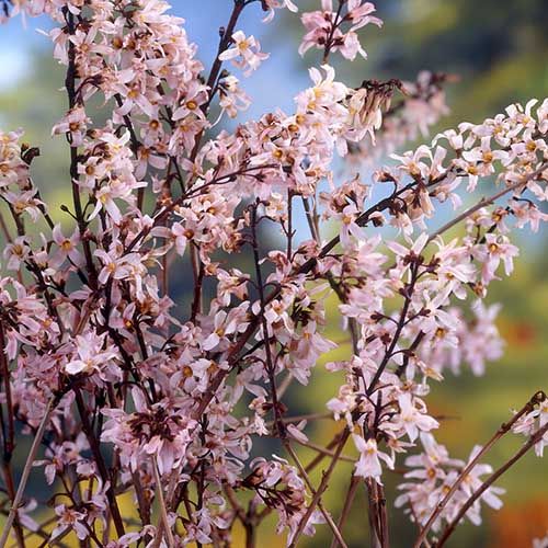 Pink Trifoliate Forsythia frø til udplantning, 100 stk