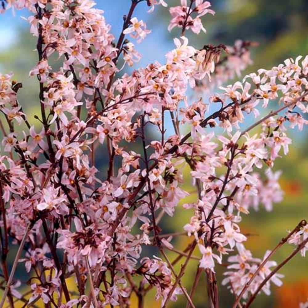 pink trifoliate flower seeds