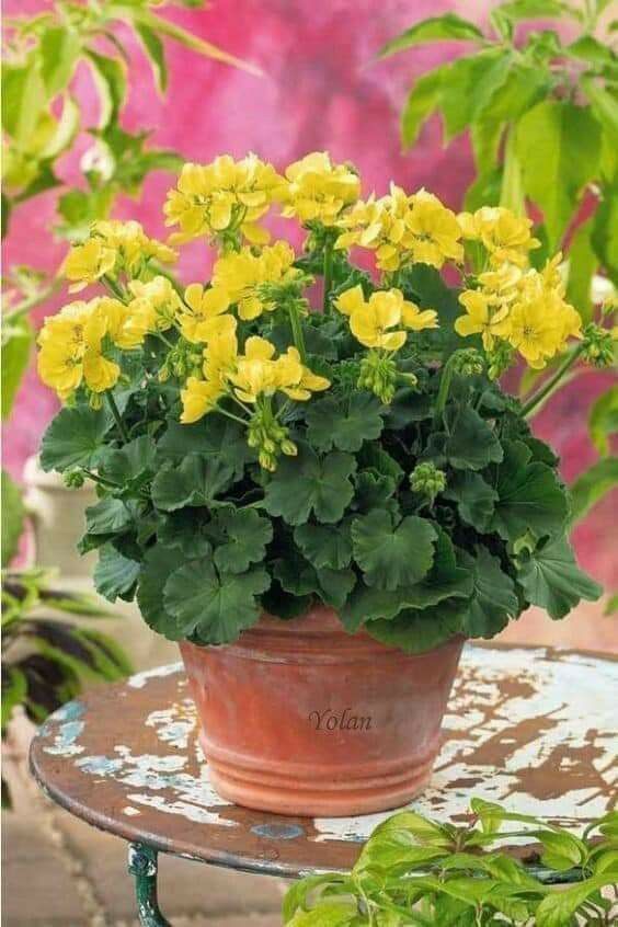 Yellow Univalve Geranium Flower Seeds for Planting 100 pcs