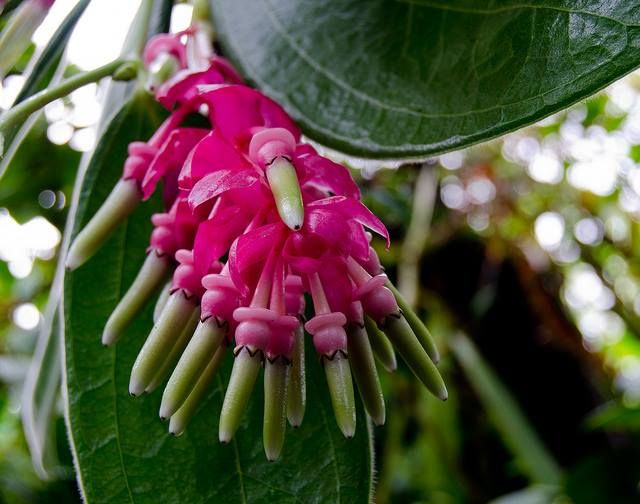 Heirloom Non-GMO Cavendishia Grandifolia Flower Seeds – Rare Tropical Garden Blooms for Planting