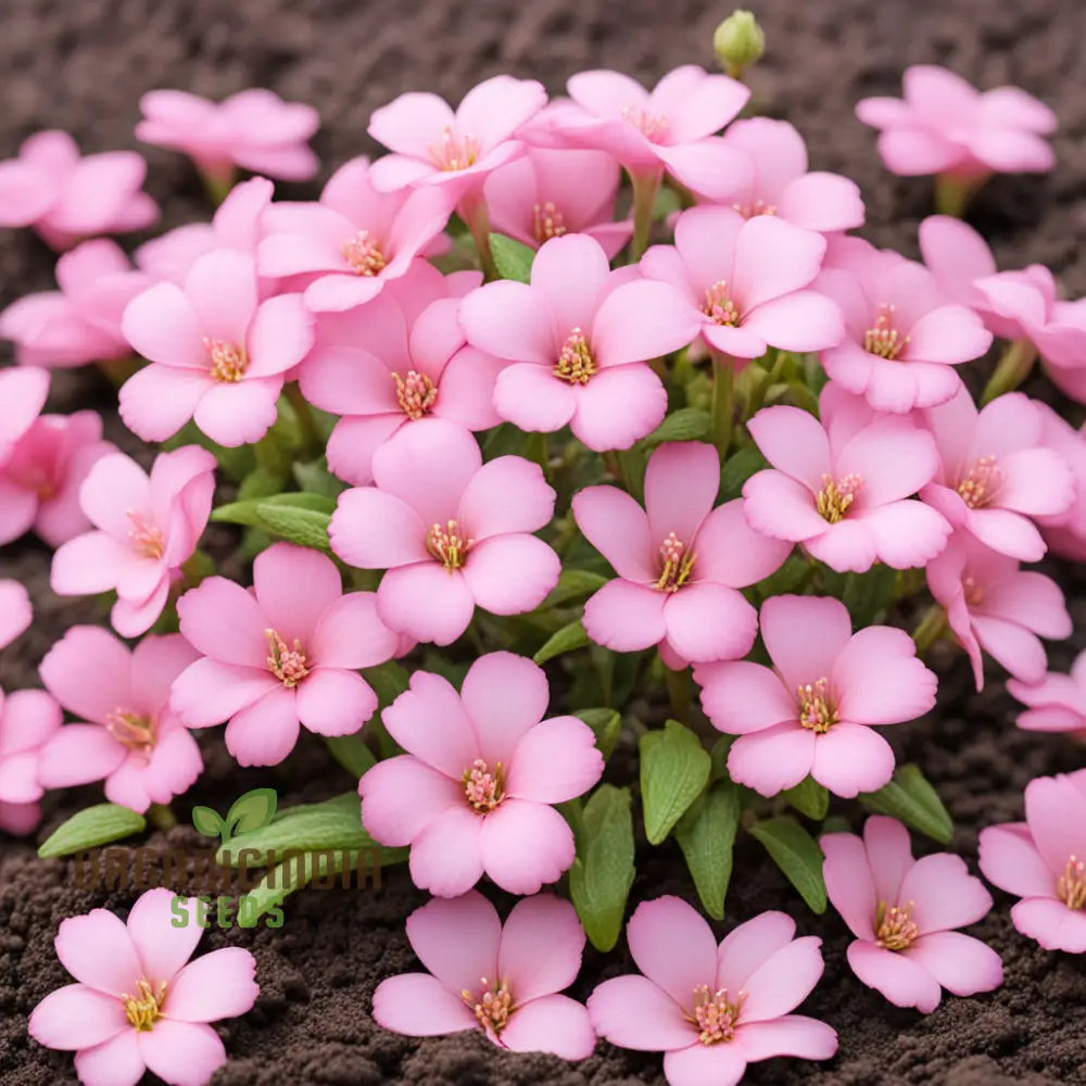 Baby Pink Yulan blomsterfrø til plantning, friske, 100 stk