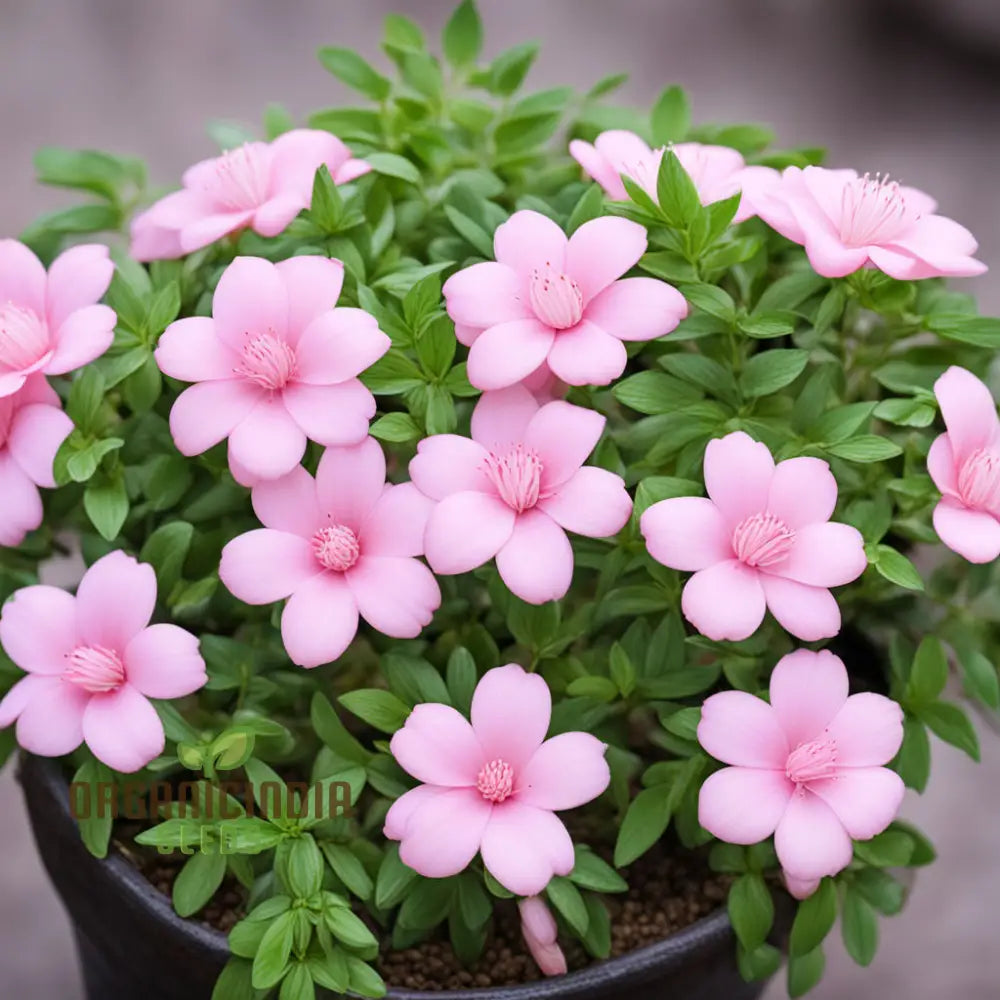 pink baby flower seeds