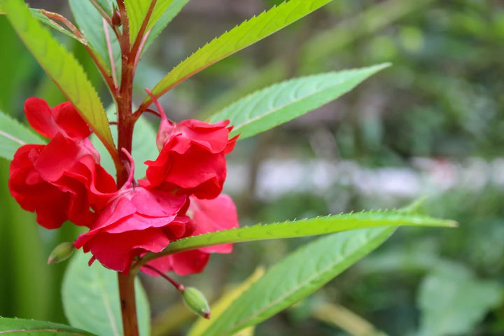 Heirloom Non-GMO Impatiens Carousel Flower Seeds for Planting – Colorful Shade-Loving Garden Blooms