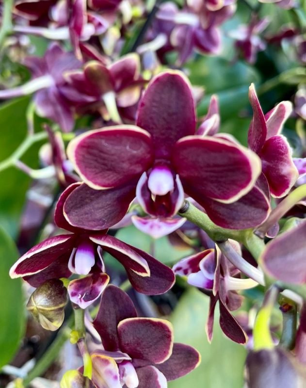 Chocolate Phalaenopsis Orchid Flower Seeds for Planting - Non GMO seeds