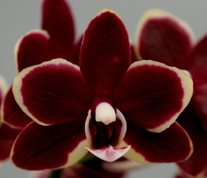 Chocolate Phalaenopsis Orchid Flower Seeds for Planting - Non GMO seeds