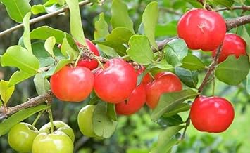 Barbados Fruit Seeds for Planting