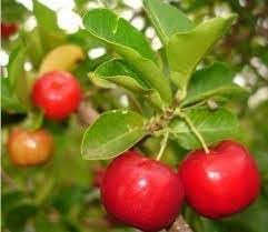 Barbados Fruit Seeds for Planting