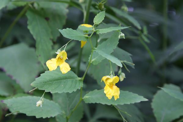 Jewelweed Native Flower Seeds – Heirloom, Non-GMO, High Germination Organic Garden Seeds for Planting
