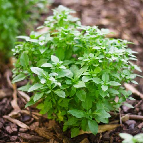 Greek Basil Seeds for Planting – Herb Garden Essential-Heirloom & Non-GMO Seeds for planting