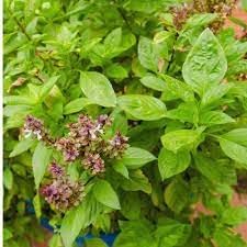 Basil Herb Seeds for Planting