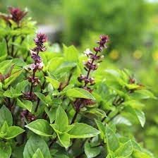 Basil Herb Seeds for Planting
