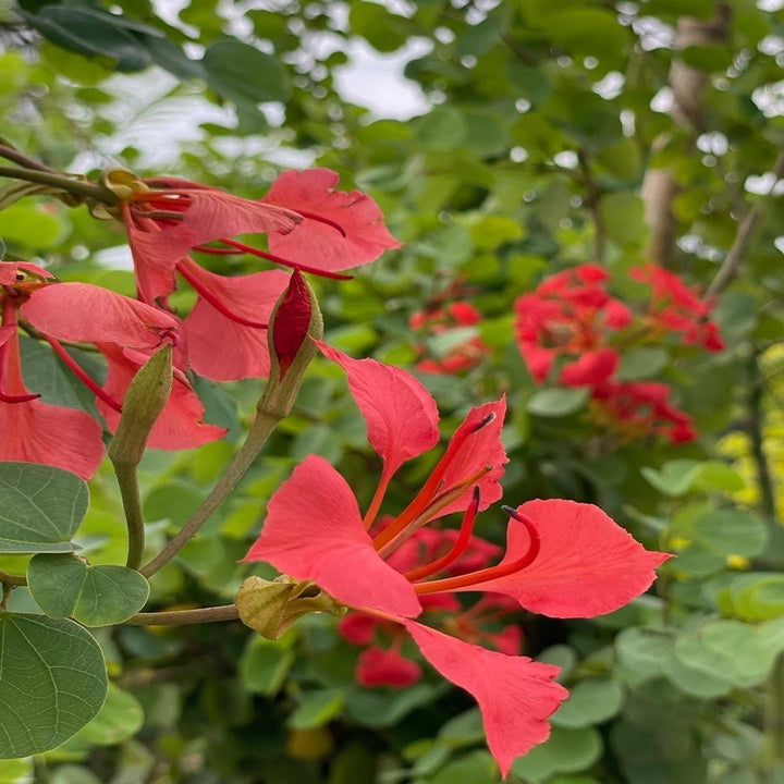 Red Bauhinia Flower Seeds for Planting