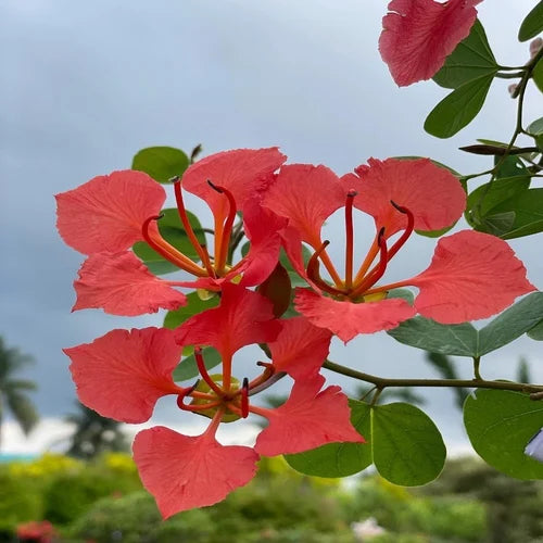 Red Bauhinia Flower Seeds for Planting