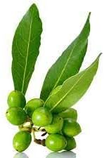 Bay Laurel Seeds for Planting