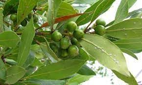 Bay Laurel Seeds for Planting