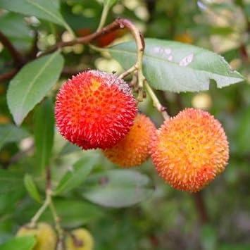 Bayberry Fruit Seeds for Planting
