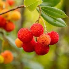 Bayberry Fruit Seeds for Planting