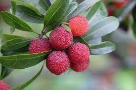 Bayberry Fruit Seeds for Planting