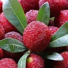 Bayberry Fruit Seeds for Planting
