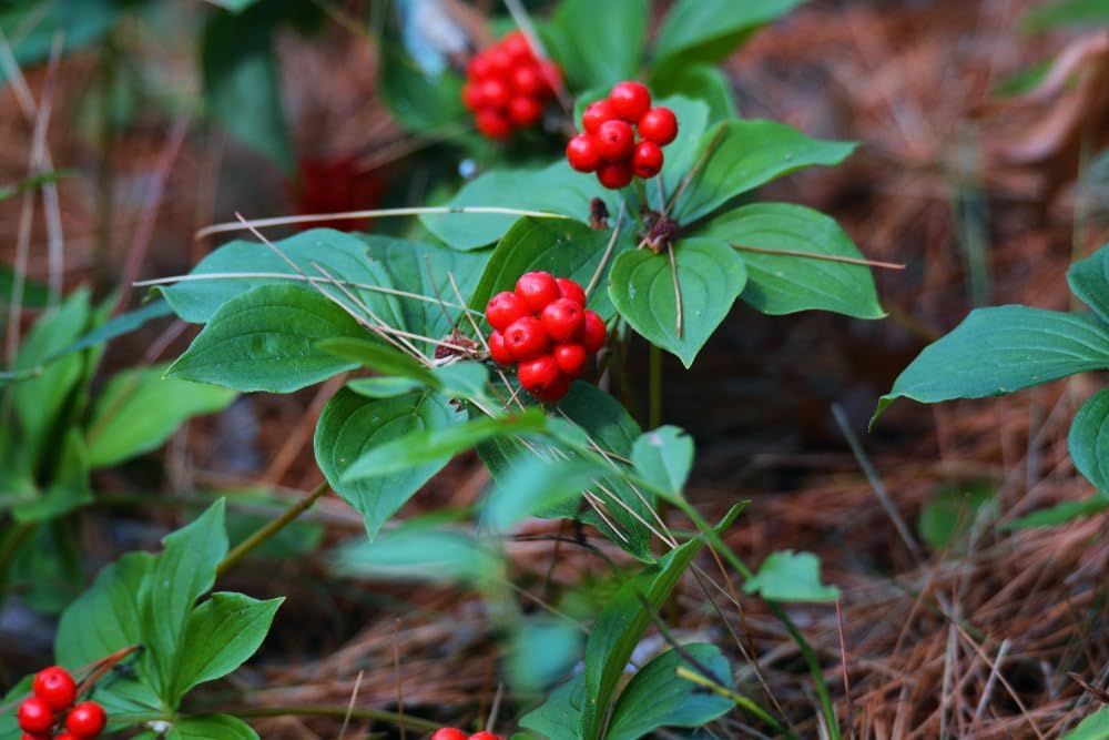 Bunchberry Plant Seeds for Planting 100 pcs