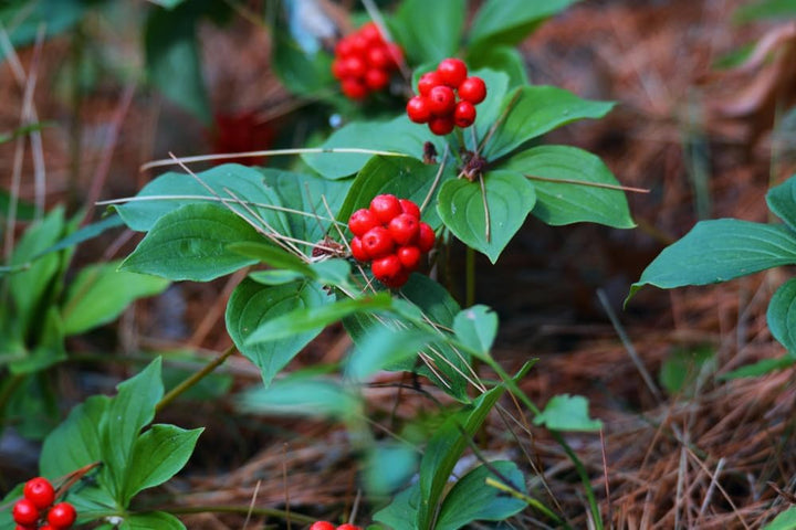 Bunchberry Plantefrø til udplantning 100 stk