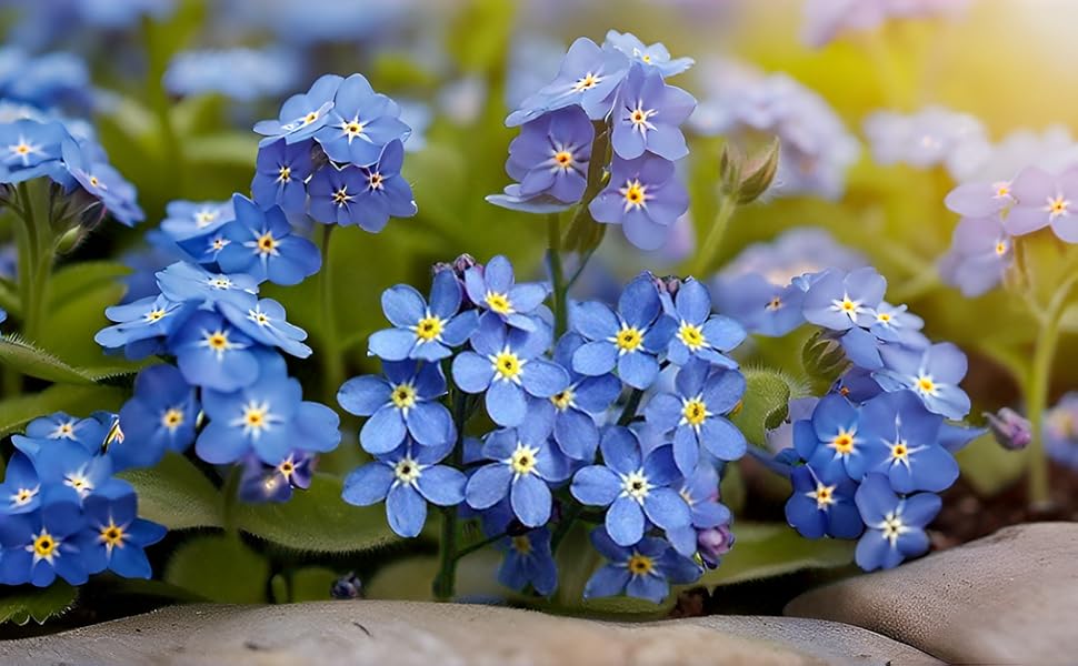 blue forget flower seeds
