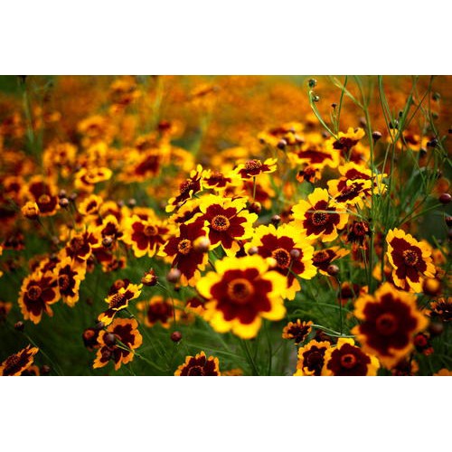 Heirloom Non-GMO Sanvitalia Procumbens Flower Seeds for Planting – Ground Cover with Bright Yellow Blooms