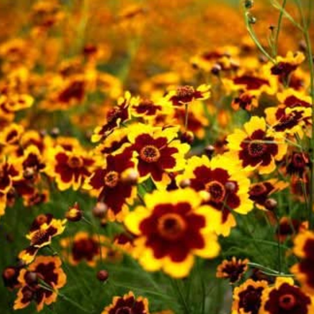 yellow heirloom flower seeds