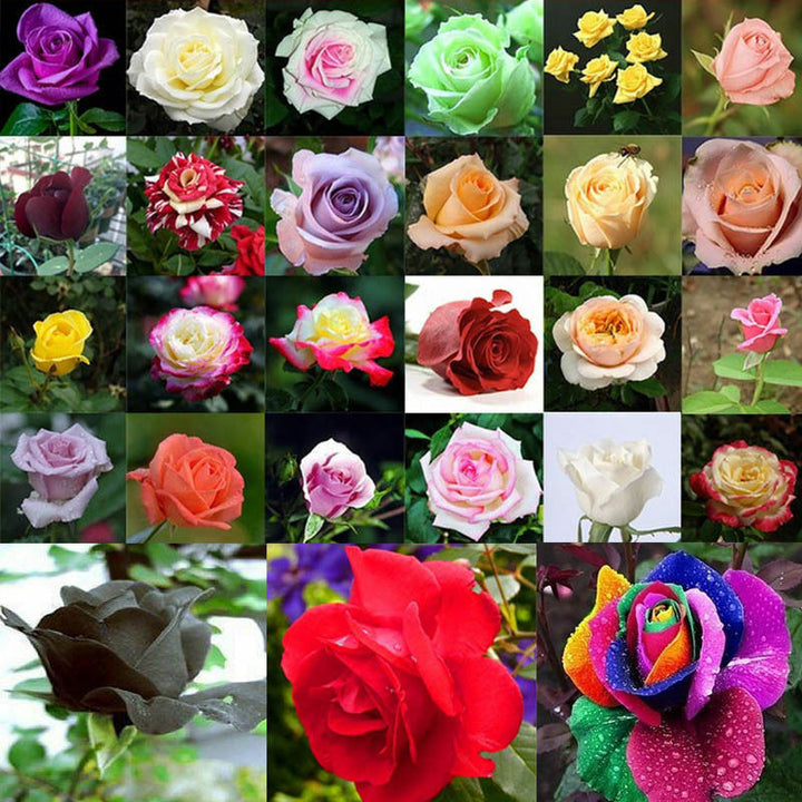 Multi Colored Rose Seeds for Planting 100 pcs