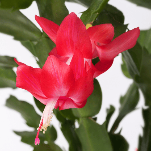 Organic Schlumbergera Flower Seeds Deep Red for Planting – Heirloom, Non-GMO