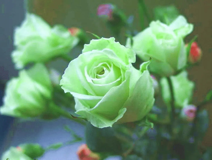 Rose Flower Seeds for Planting - Light Green 100 pcs