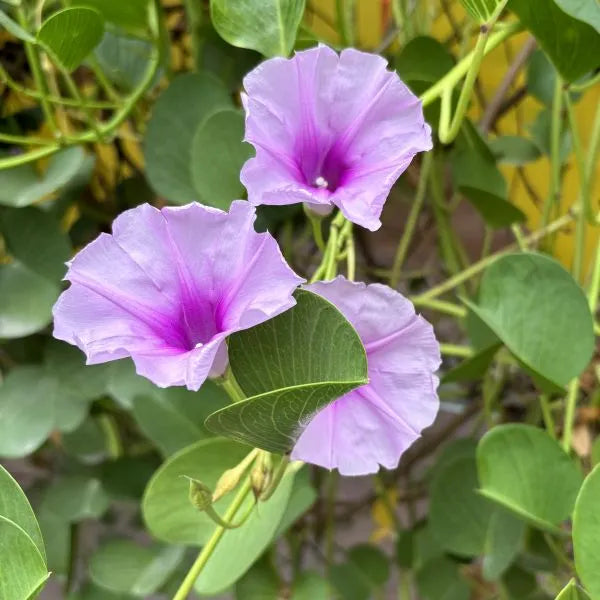 heirloom ipomea flower seeds