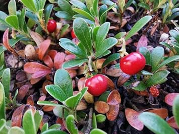 Bearberry Seeds Arctostaphylos Uva-Ursi Gayuba Fruit Seeds for Planting
