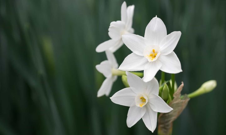 Narcissus Blomsterfrø til Plantning Hvide 100 stk