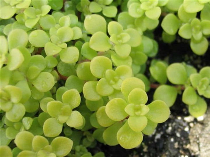 Mørkegule Sukkulente Blomsterfrø 100 stk