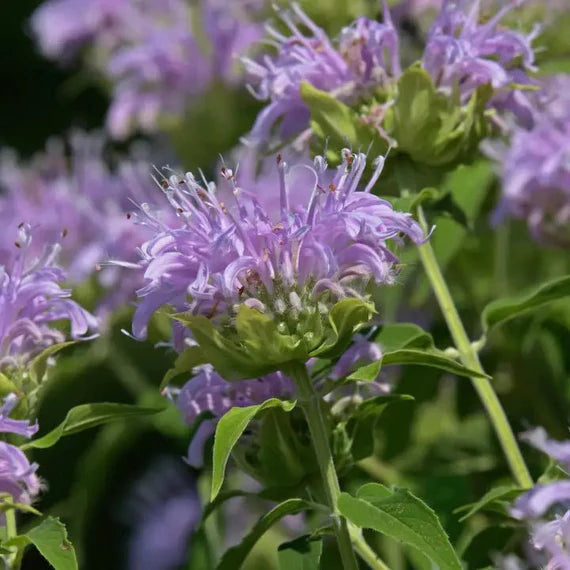lavender beebalm flower seeds