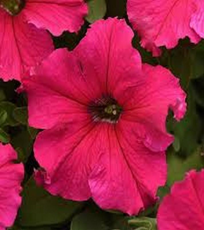 Petunia Blomsterfrø til Plantning Mørk Pink 100 stk