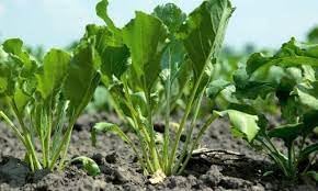 Beet Plant Seeds for Planting | Heirloom Non-GMO Organic Seeds for Sweet, Nutritious Garden Beets