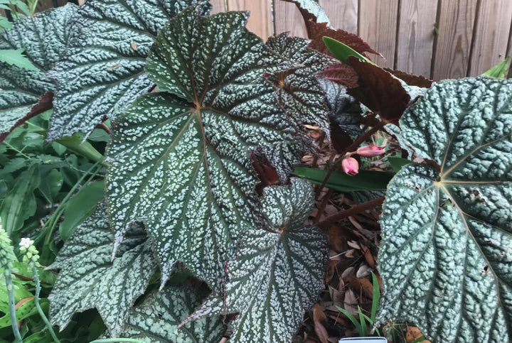 Begonia plantefrø til plantning, arvestykke, ikke-GMO, 100 stk.