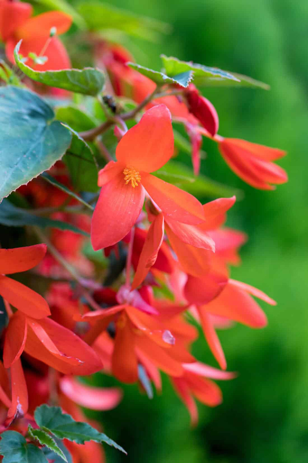 heirloom boliviensis flower seeds
