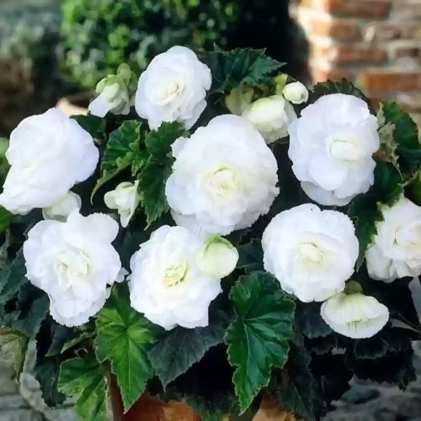 Begonia Flower Seeds for Planting - 100 pcs