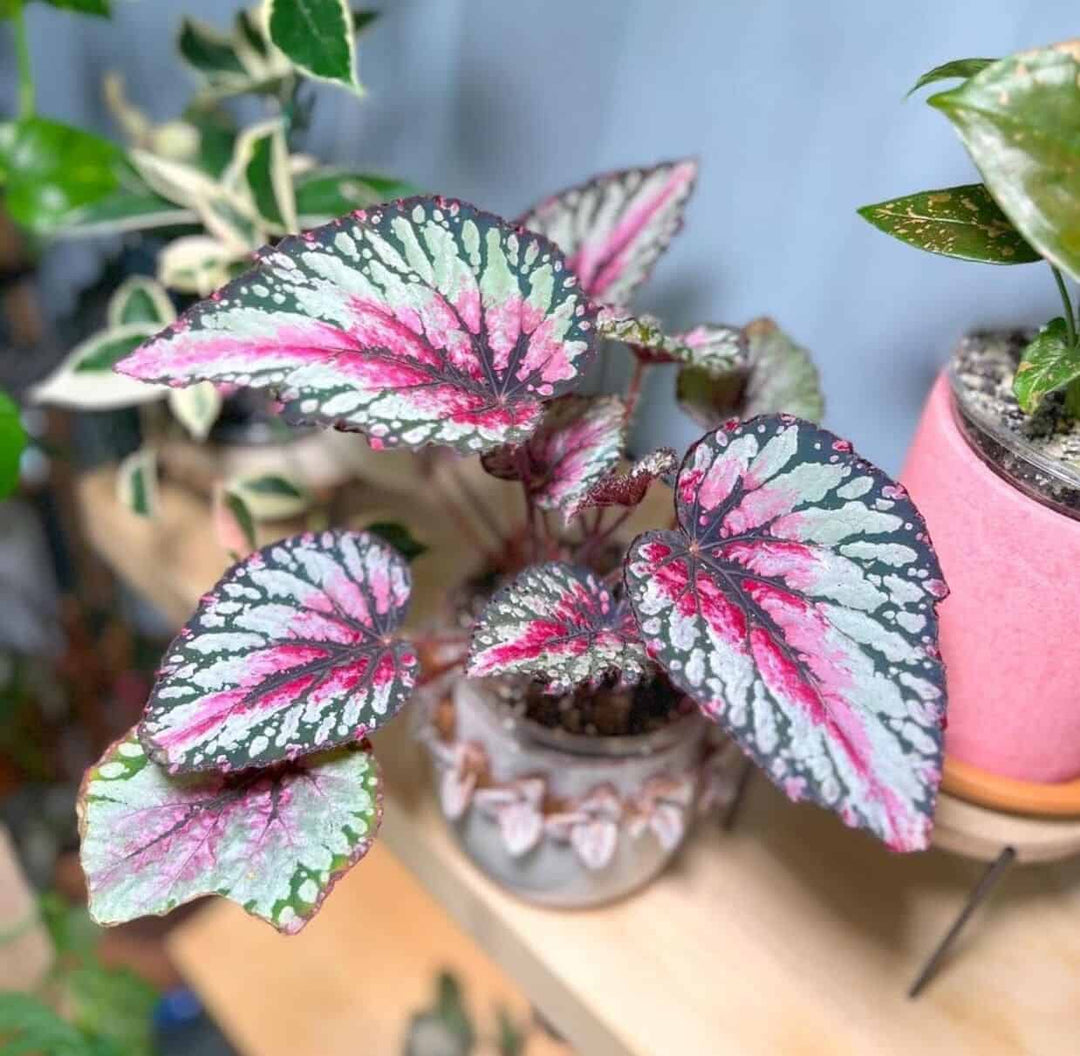 begonia begonia flower seeds