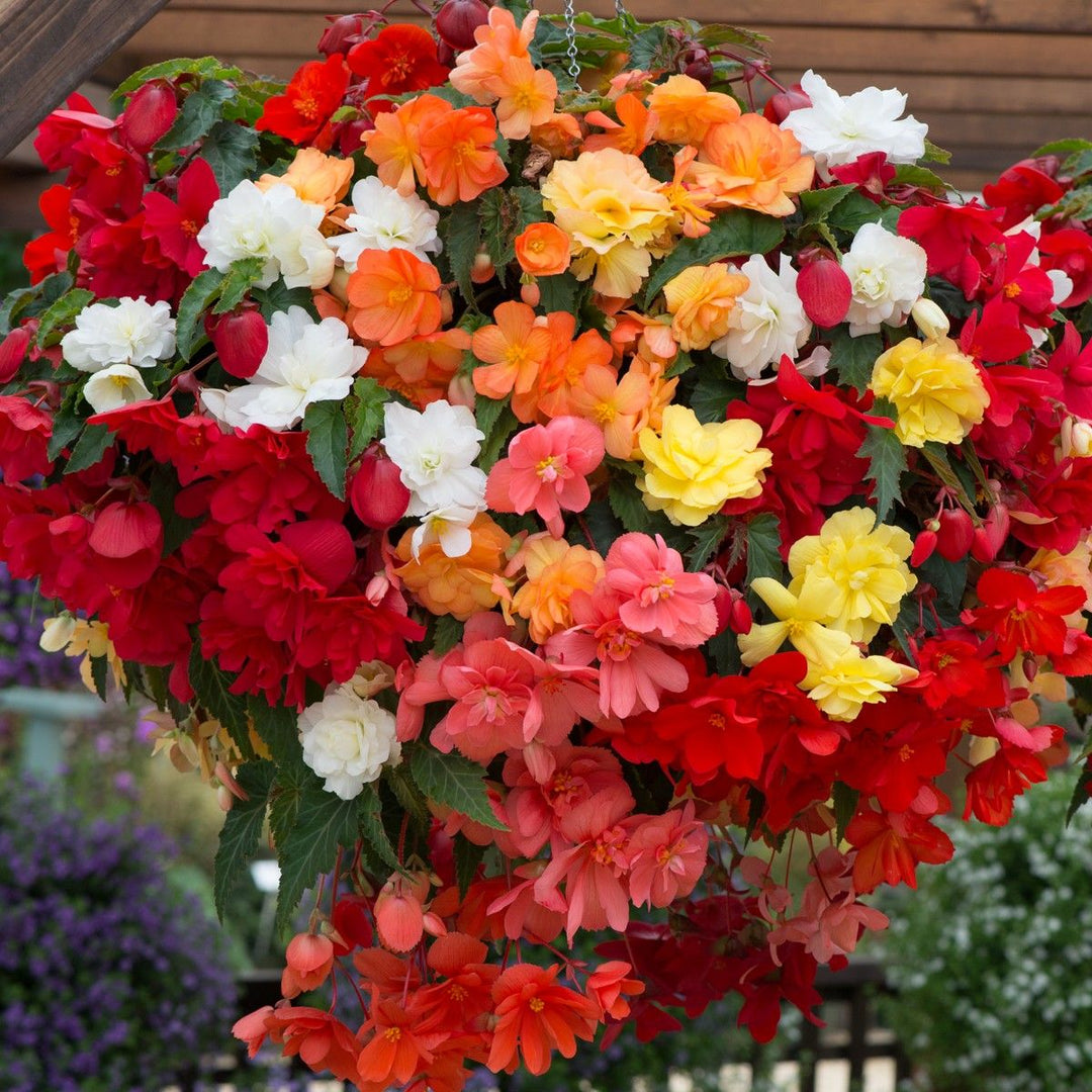 Begonia Semi-Trailing Blomsterfrø til Plantning 100 stk