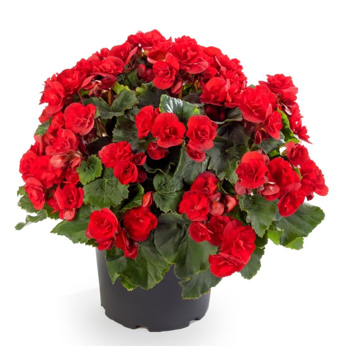 Hanging Flower Seeds for Planting, Heirloom, Non-GMO, 100 pcs