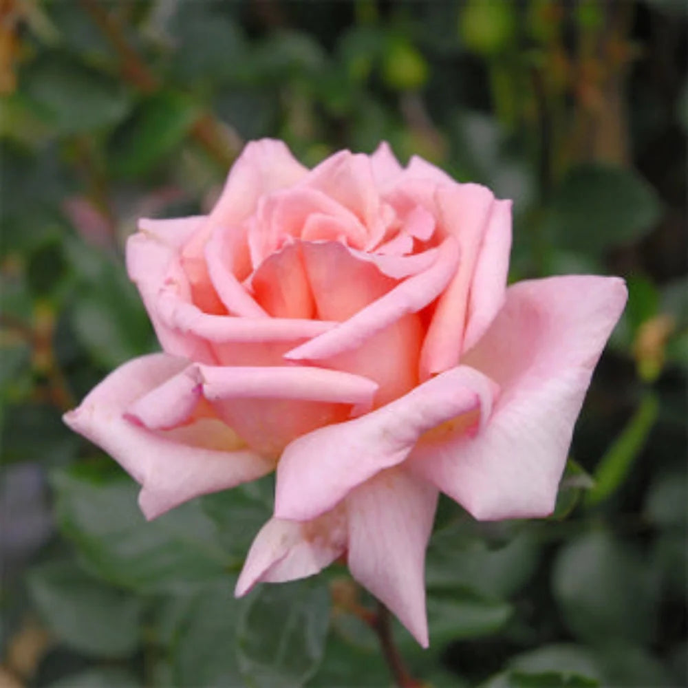 Pink New Dawn Climbing Rose Seeds for Planting - Heirloom, Non-GMO, High Germination Flower Seeds