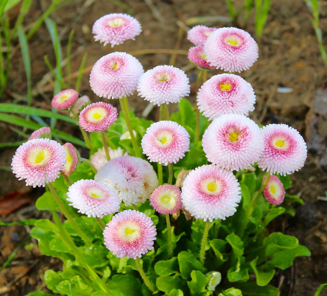 pink white flower seeds