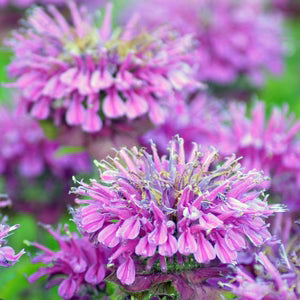 Purple Bee Balm / Bergamot (Monarda fistulosa) Flower Seeds for Planting - Heirloom garden seeds