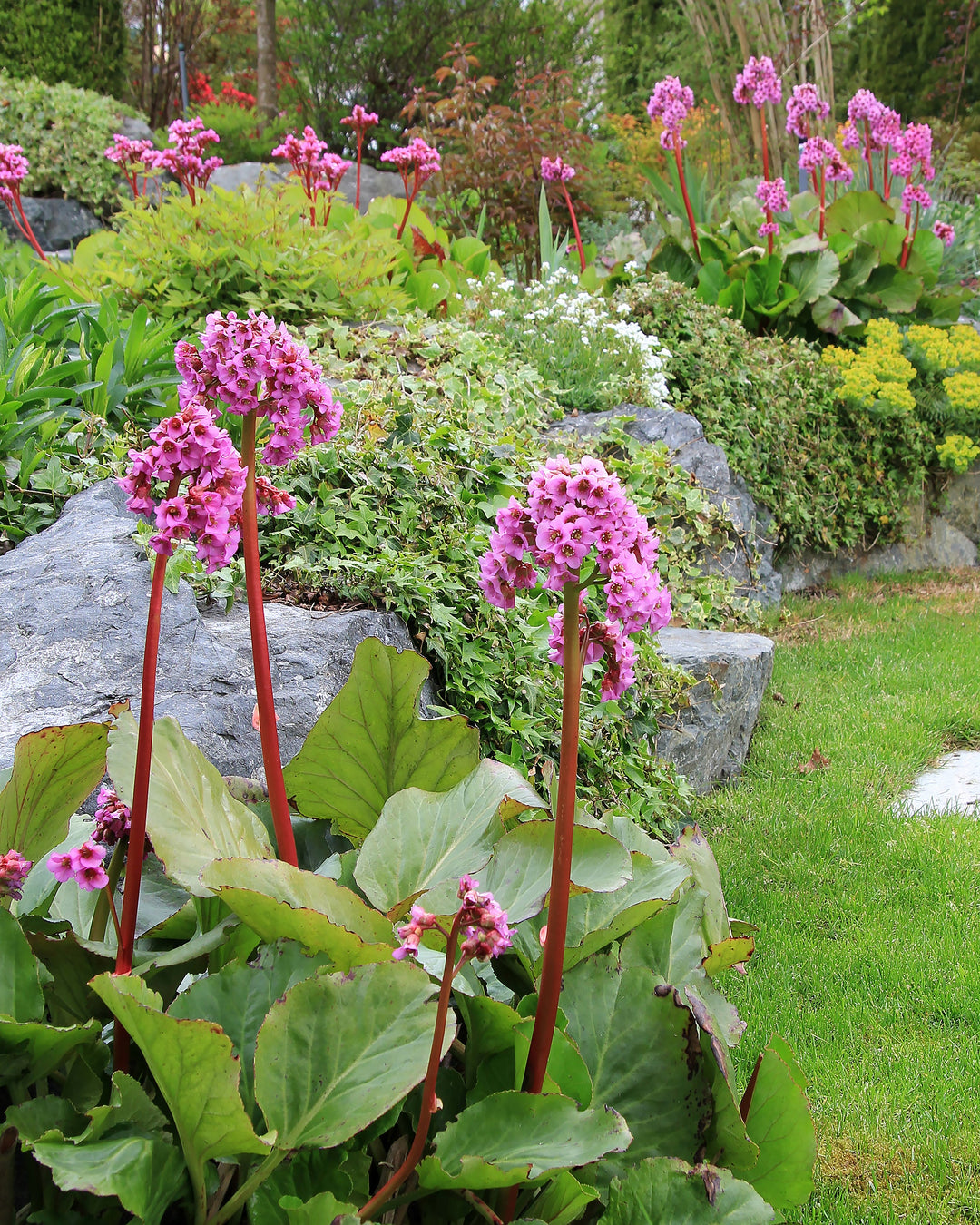 Organic Pink Bergenia Cordifolia Flower Seeds for Planting – Heirloom, Non-GMO